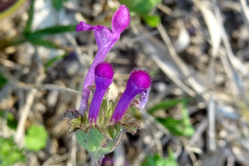 Lamium amplexicaule - Lamiaceae (Labiatae)